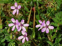 Erodium à feuilles de ciguë, erodium cicutarium