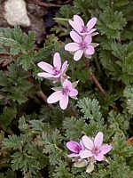 Erodium à feuilles de ciguë, bec-de-grue