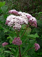 Eupatoire, eupatorium cannabinum