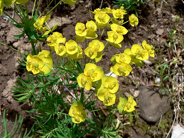 Euphorbe petit-cyprès - euphorbia cyparissias