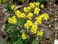 Euphorbe petit-cyprès, euphorbia cyparissias
