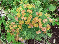 Euphorbe petit-cyprès
