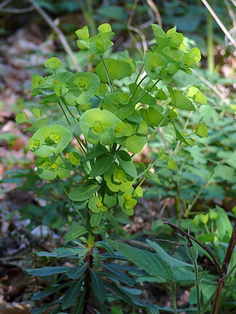 Euphorbe des bois, euphorbia amygdaloides
