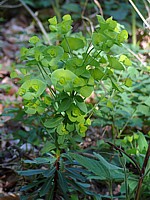 Euphorbe des bois, euphorbia amygdaloides