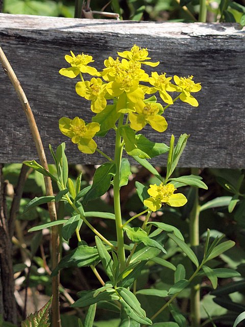 Euphorbe des marais, euphorbia palustris