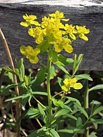 Euphorbe des marais, euphorbia palustris