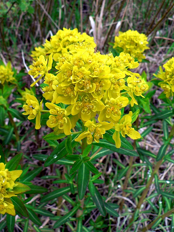 Euphorbe des marais, euphorbia palustris