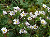 Euphraise, euphrasia rostkoviana