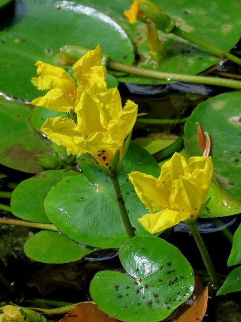 Faux nnuphar jaune, nymphoides peltata