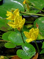 Faux nénuphar, nymphoides peltata