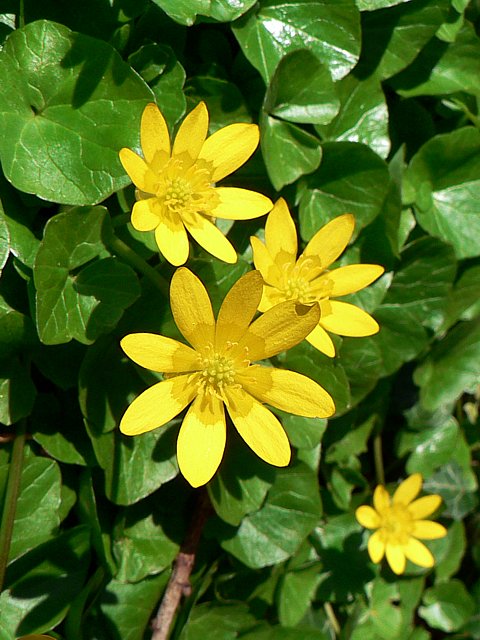 Ficaire - ranunculus ficaria