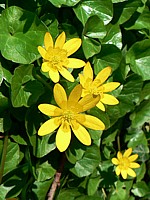 Ficaire, ranunculus ficaria