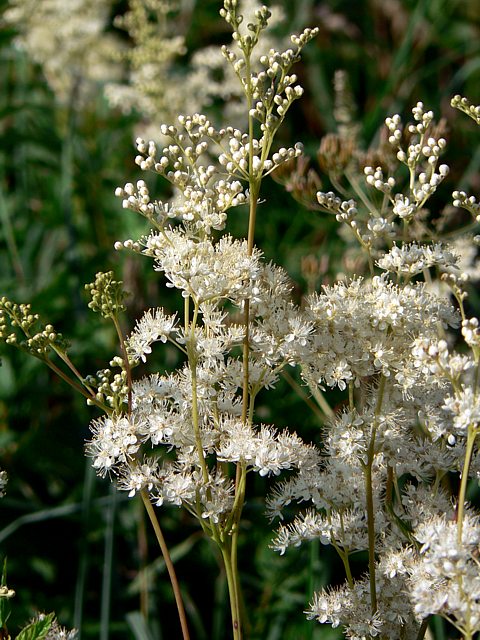 Reine des Prs, filipendula ulmaria