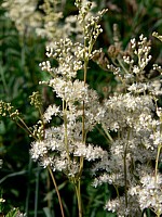 Filipendule ulmaire, reine-des-prés, filipendula ulmaria
