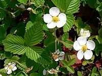 Fraisier des bois, fragaria vesca