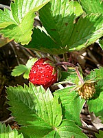 Fraisier des bois