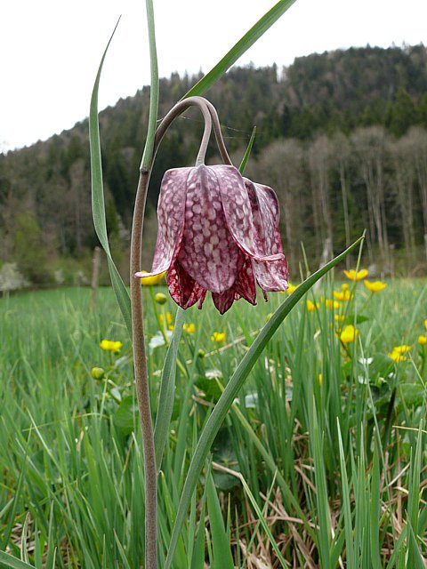 Fritillaire pintade - fritillaria meleagris