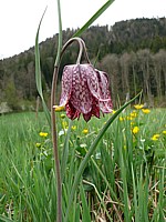 Fritillaire pintade, typha augustifolia