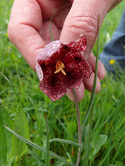Fritillaire pintade - fritillaria meleagris