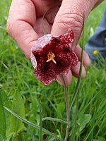 Fritillaire pintade, typha augustifolia