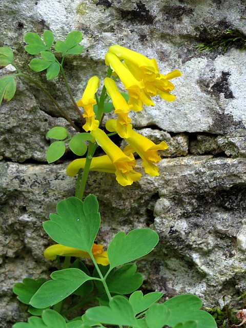Fumeterre jaune - pseudofumaria lutea