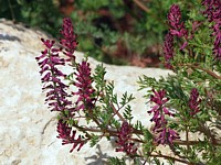Fumeterre officinale, fumaria officinalis