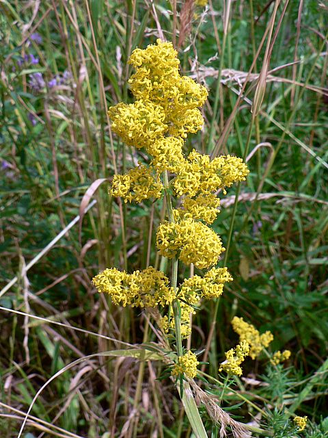 Gaillet vrai, galium verum