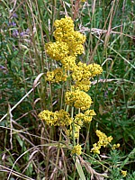 Gaillet vrai, galium verum