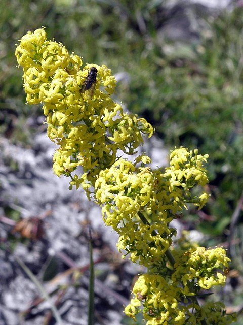 Gaillet vrai, galium verum