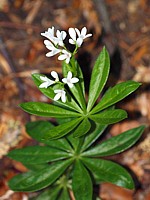 Gaillet odorant, galium odoratum