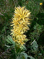 Gentiane jaune, gentiana lutea