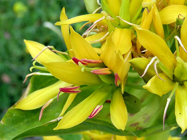 Grande gentiane, gentiane jaune