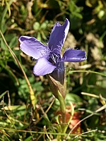 Gentiane ciliée, gentiana ciliata