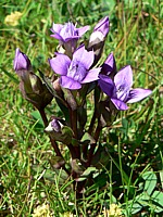 Gentiane champêtre, gentiana campestris