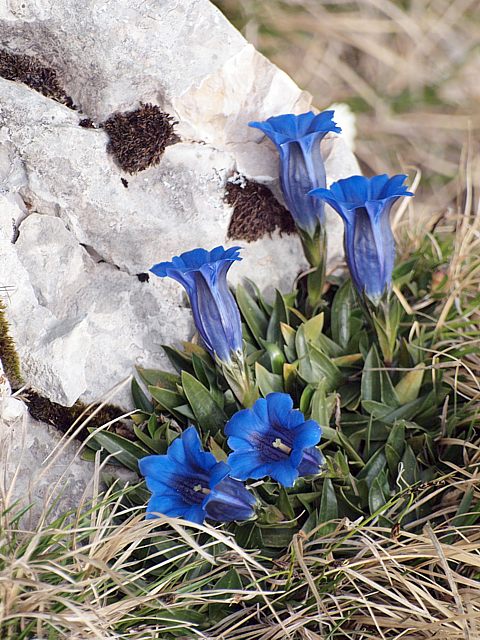 Gentiane de Clusius, gentiana clusii