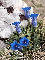 Gentiane de Clusius, gentiana clusii