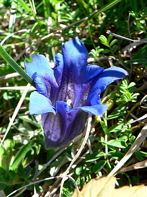 Gentiane de Koch, gentiana kochiana