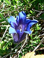 Gentiane de Koch, gentiana kochiana