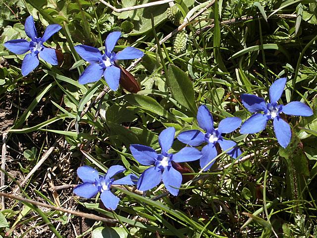 Gentiane printanire, gentiana verna