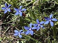 Gentiane printanière, gentiana verna