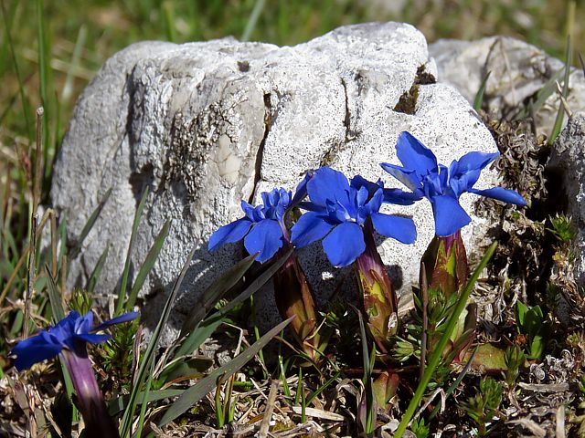 Gentiane printanire, gentiana verna
