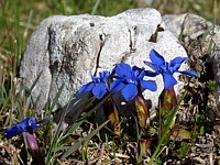 Gentiane printanière