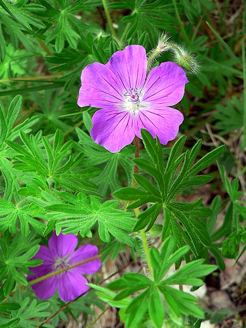 Granium sanguin, geranium sanguineum