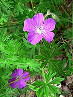 Géranium sanguin, geranium sanguineum