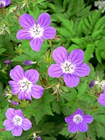 Géranium des bois, geranium sylvaticum