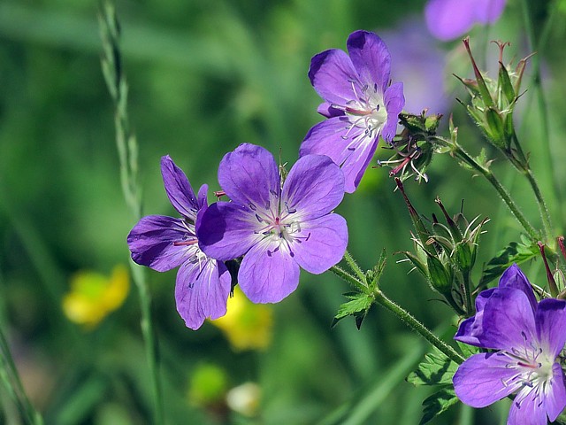 Granium des prs, geranium pratense
