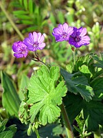Géranium des Pyrénées, geranium pyrenaicum