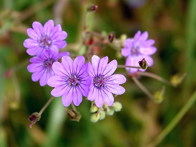 Granium des Pyrnes, geranium pyrenaicum