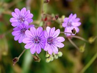 Géranium des Pyrénées, geranium pyrenaicum