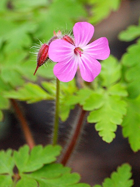 Granium herbe  Robert, geranium robertianum